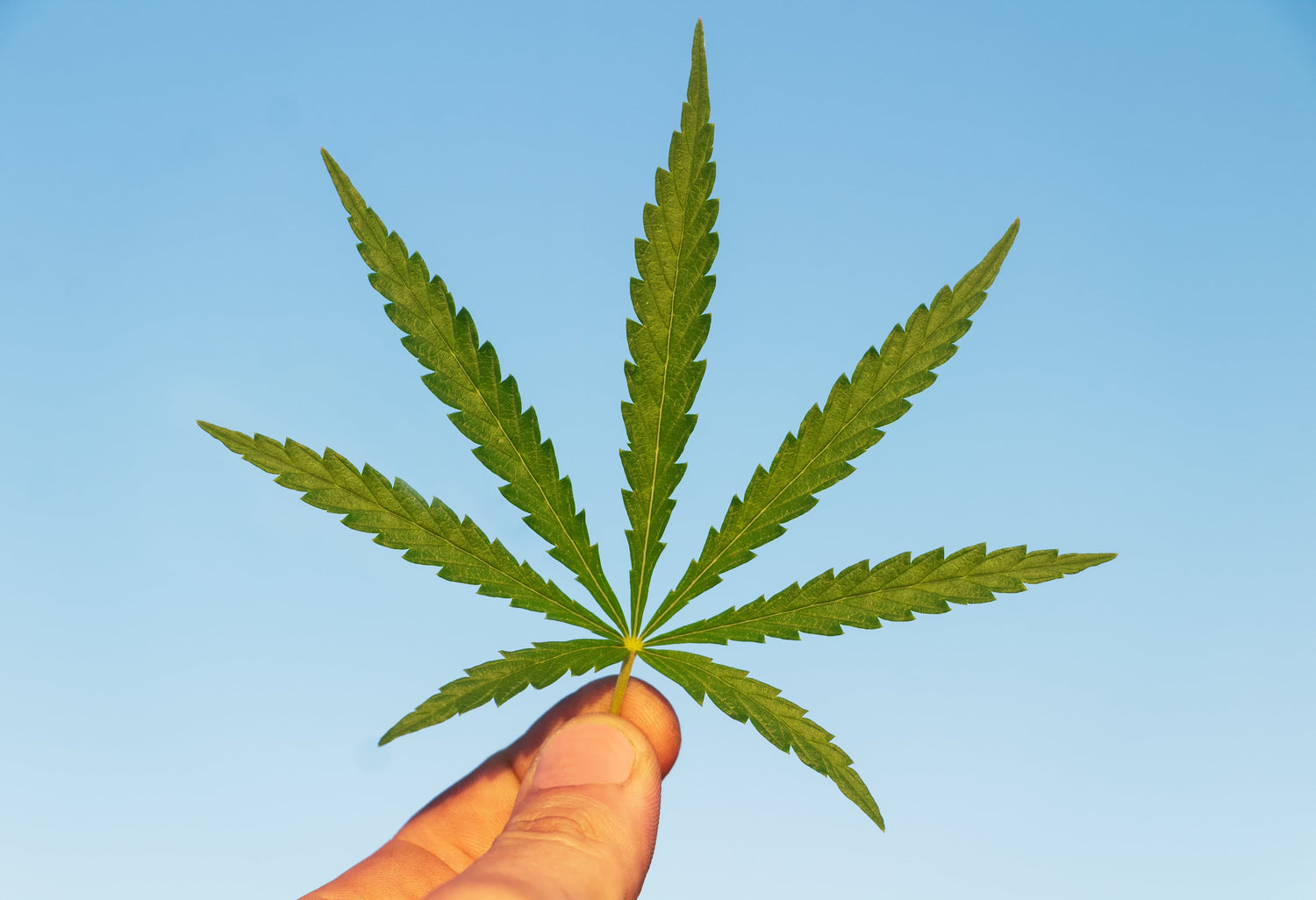 Foglie gialle? Ecco come diagnosticare e correggere le carenze nutrizionali