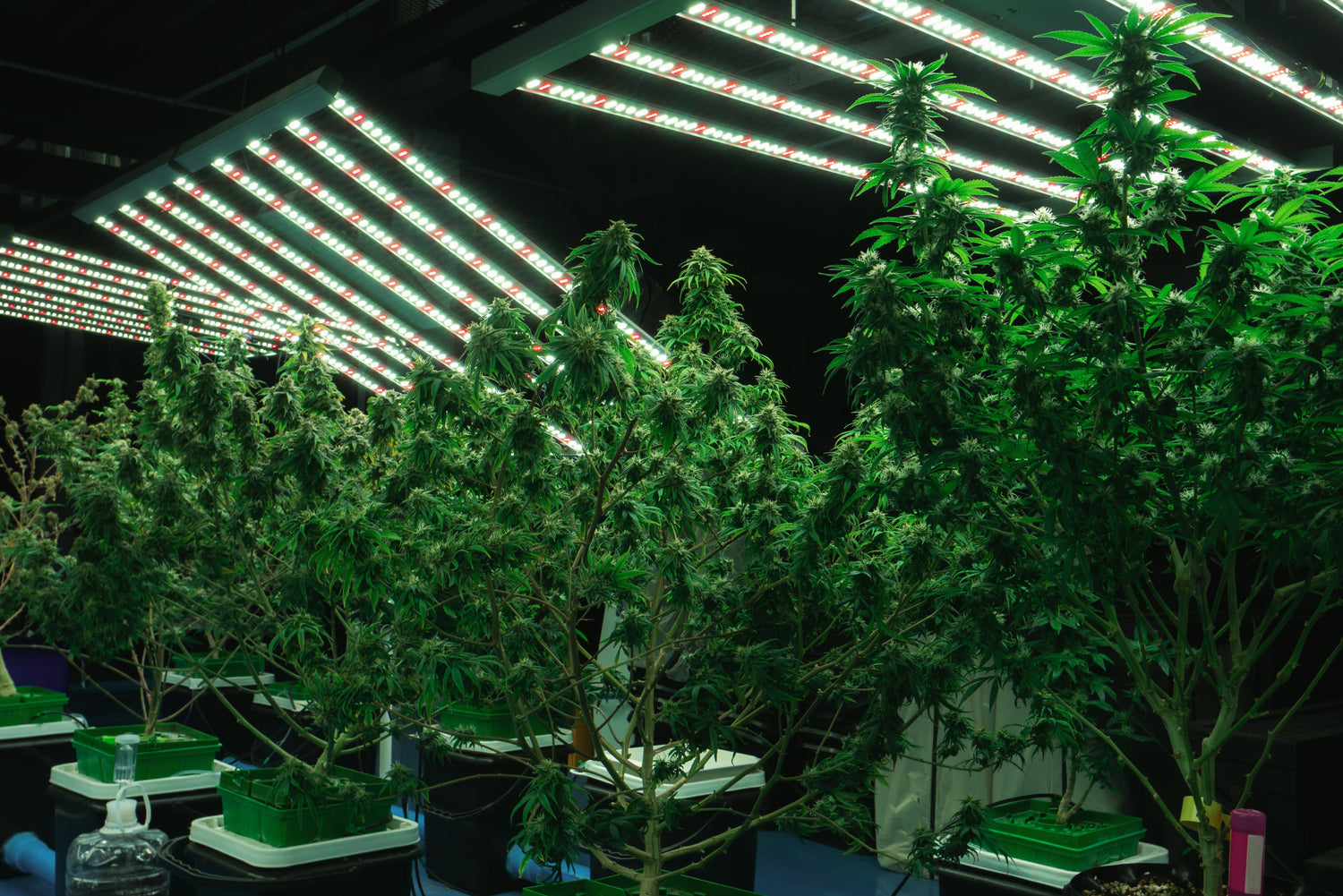 LED vs HPS: qual è la soluzione migliore per la tua grow room?