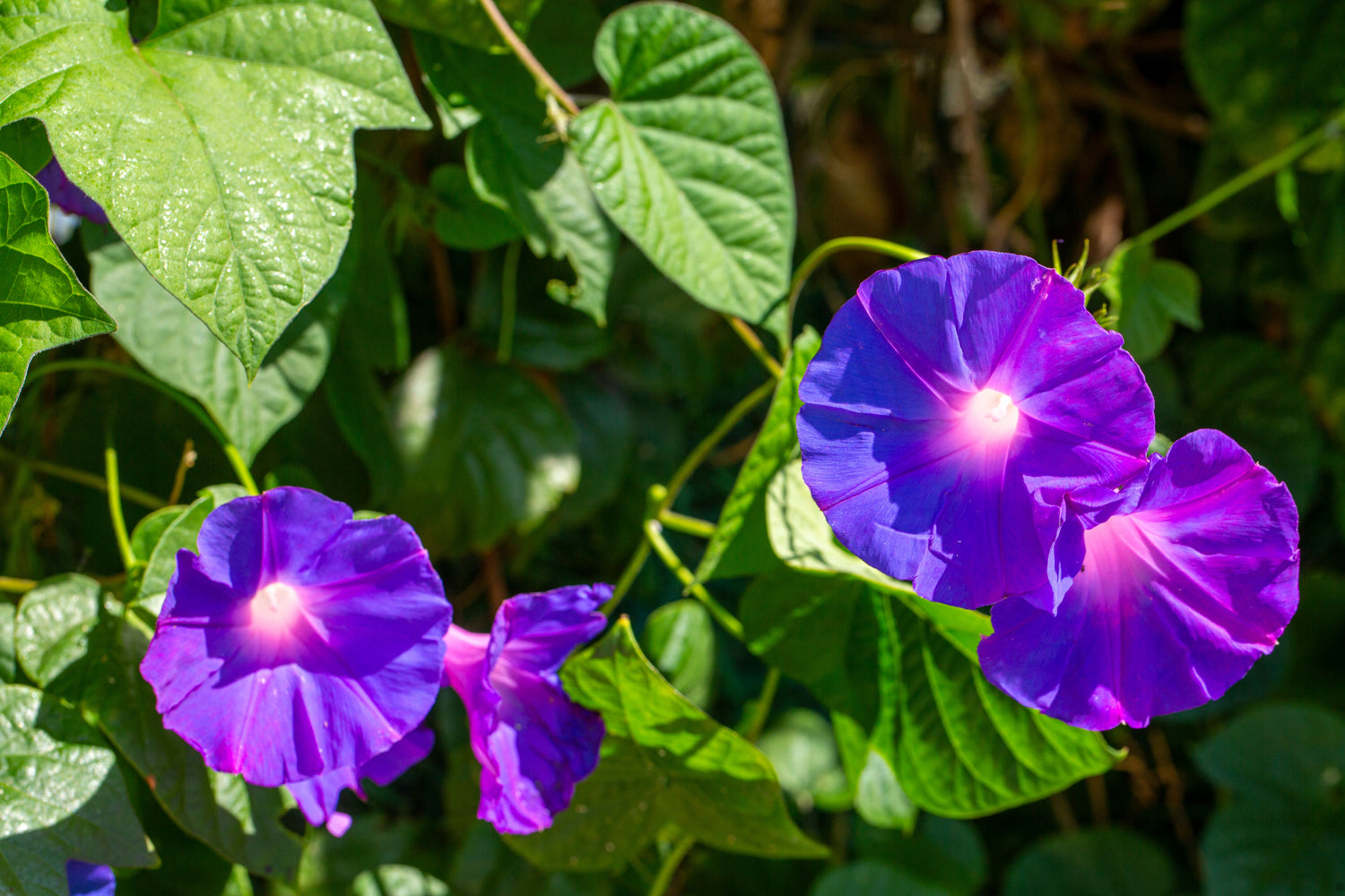 Ipomoea Tricolor (Morning Glory): rampicante celeste e sogni sciamanici