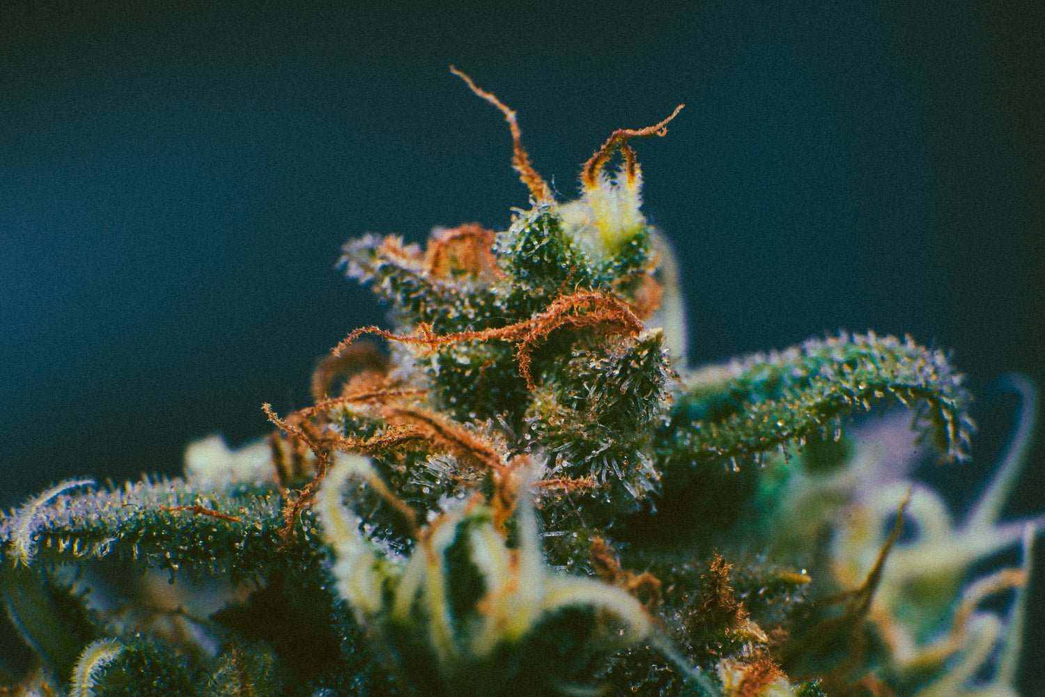 Terpeni e profili aromatici: come influenzano l'effetto della cannabis?