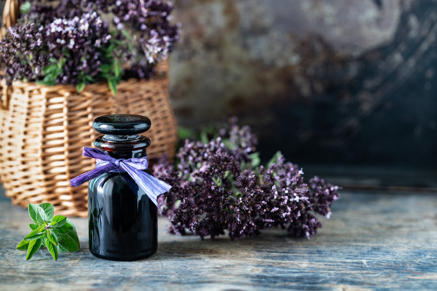 Lavandula Angustifolia: la regina del profumo tra storia, erboristeria e benessere