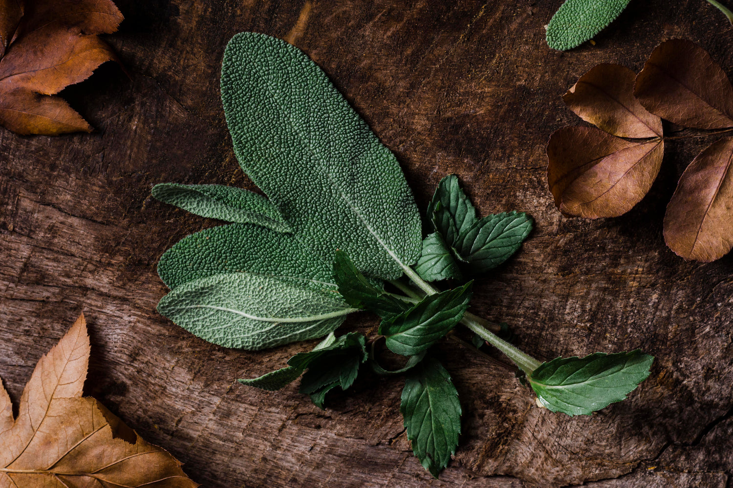 Salvia Officinalis: oltre la cucina, tra medicina popolare e spiritualità