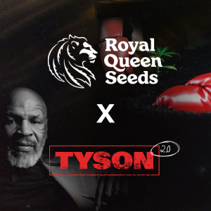 Royal Queen Seeds X TYSON 2.0