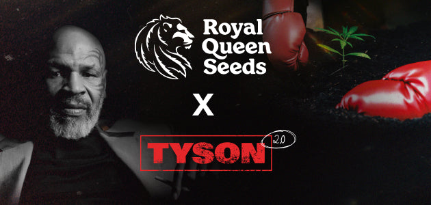 Royal Queen Seeds X TYSON 2.0