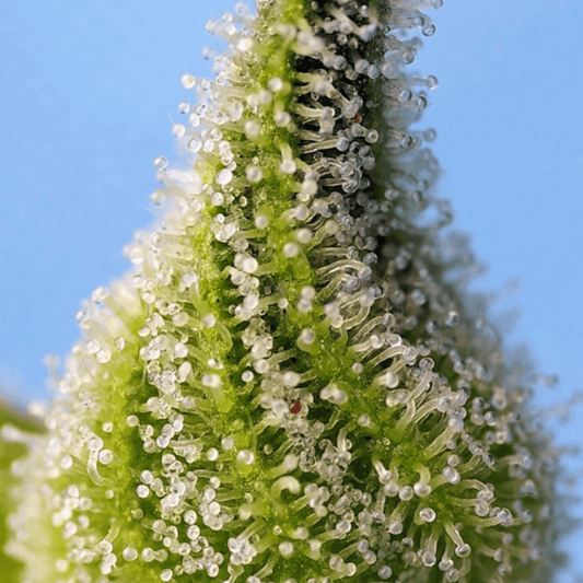 cbd legale italia piggy weed