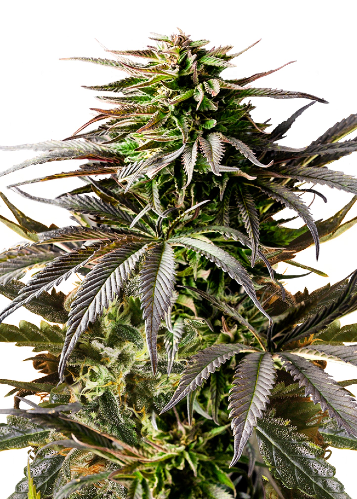 Cherry Pie Auto