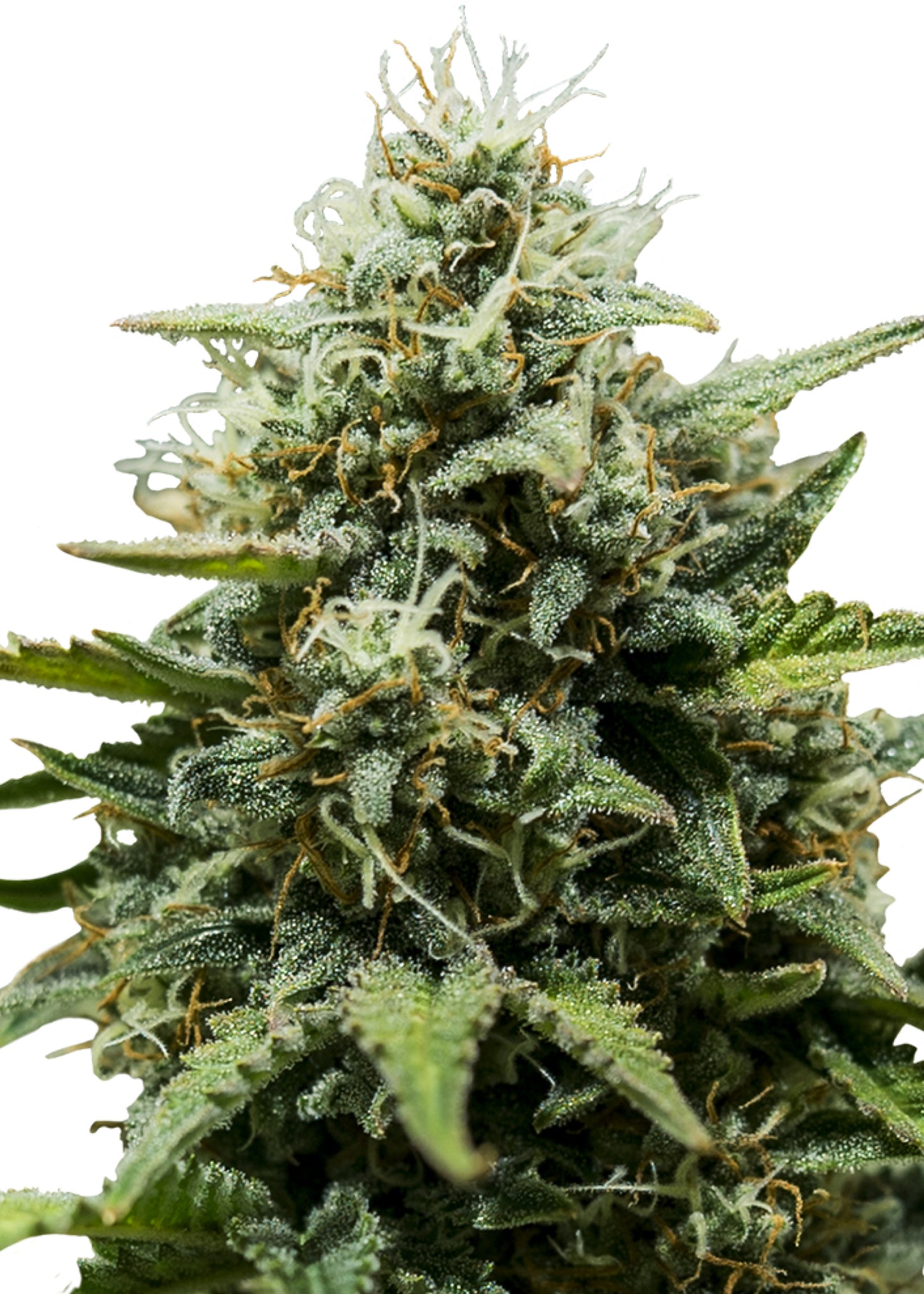 Fat Banana Auto