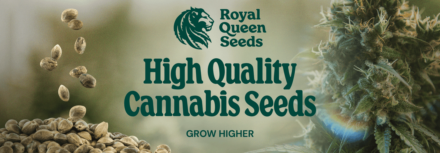 High Quality Cannabis Seeds
