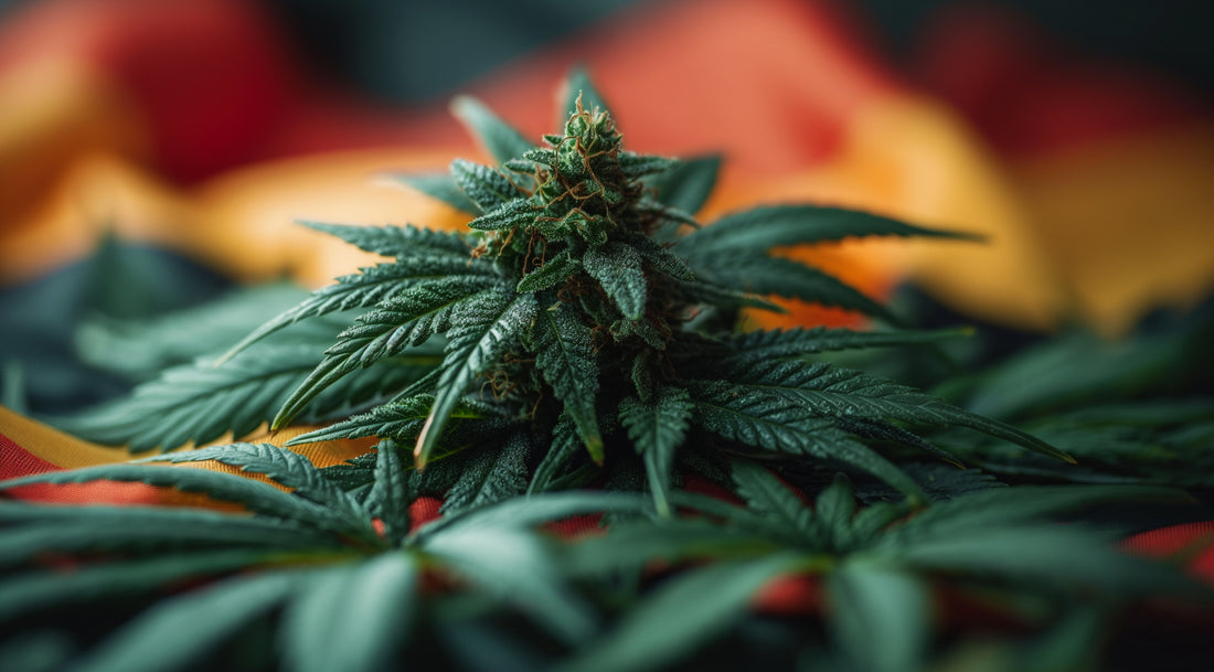 THC vs CBD: come bilanciare gli effetti per ottenere il massimo beneficio