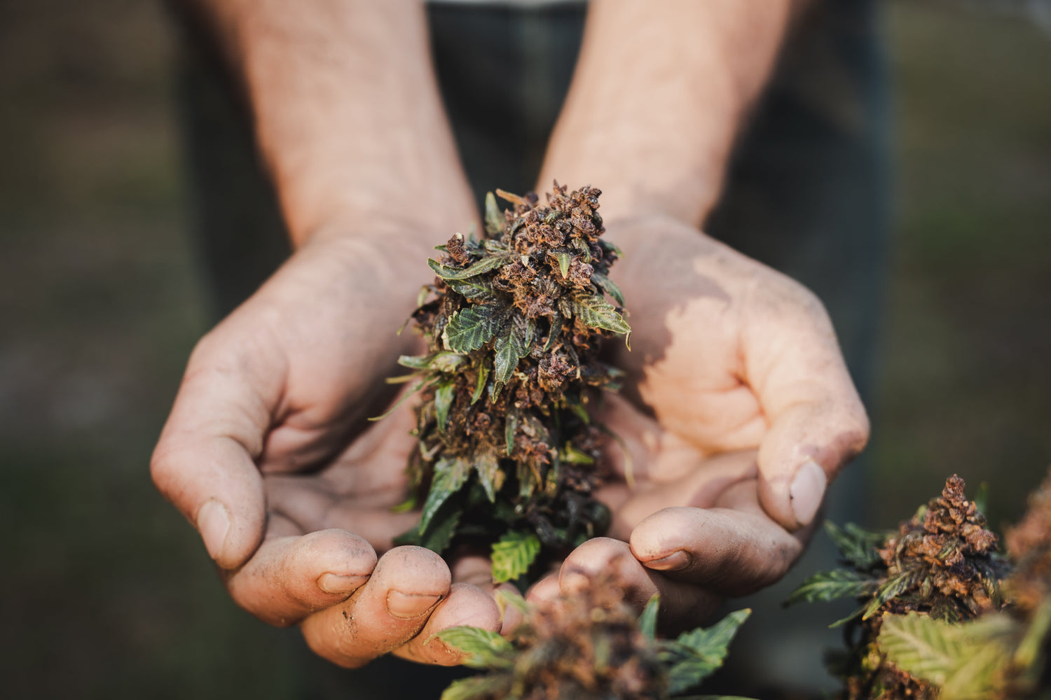 Hashish fatto in casa: tra leggi, rischi e alternative legali