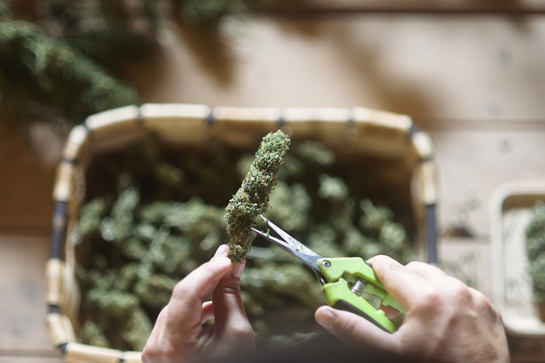 Tecniche di essiccazione e concia della cannabis per una qualità top