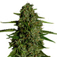 Medusa F1