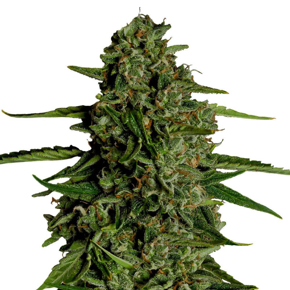 Medusa F1
