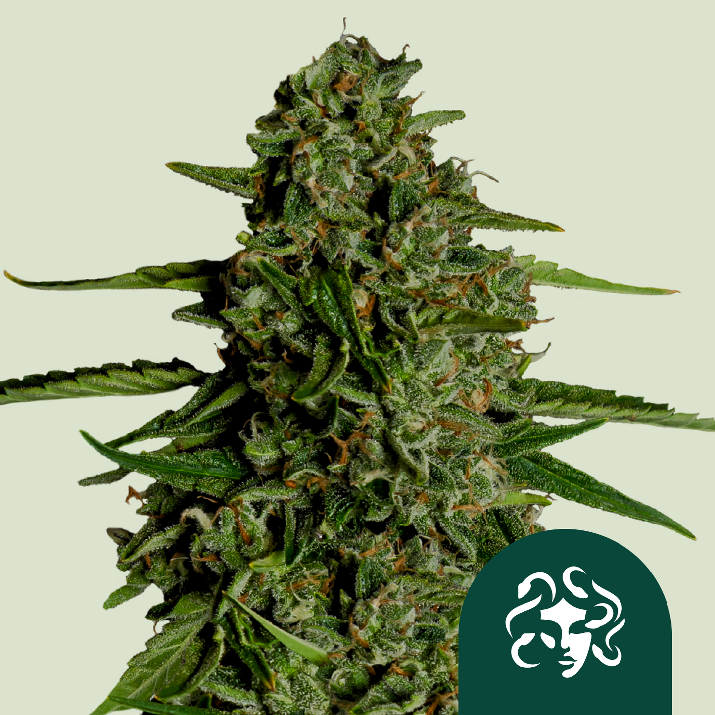 Medusa F1