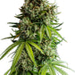 NYC Sour D Auto