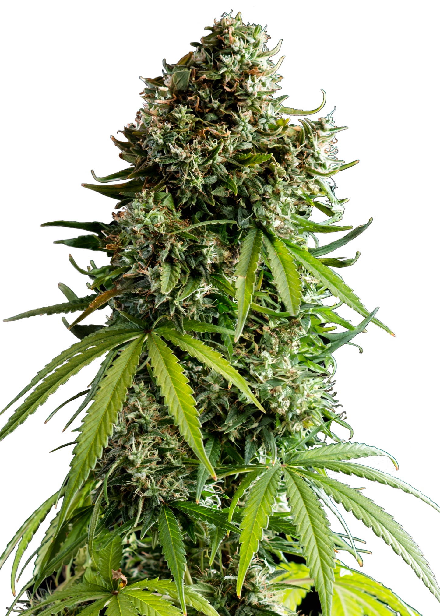 NYC Sour D Auto