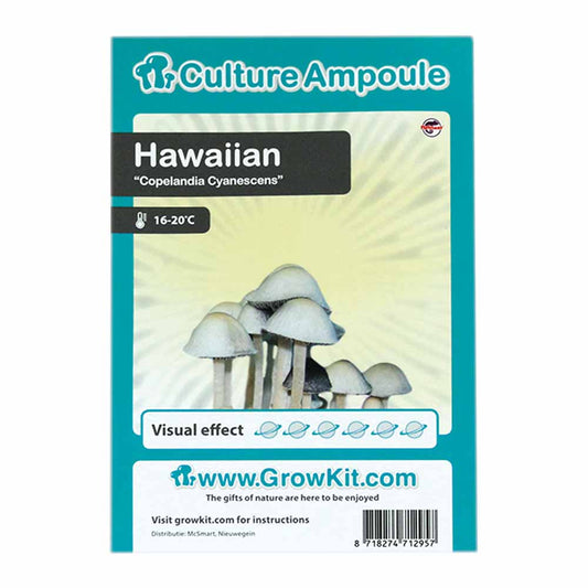 Spore Copelandia cyanescens - Hawaiian