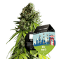 NYC Sour D Auto