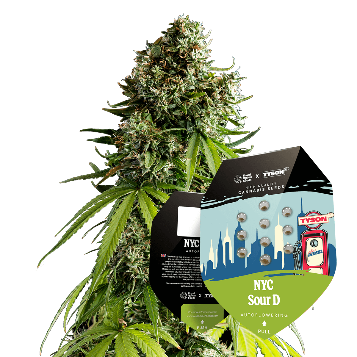 NYC Sour D Auto