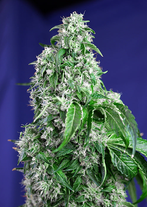 marijuana shop online