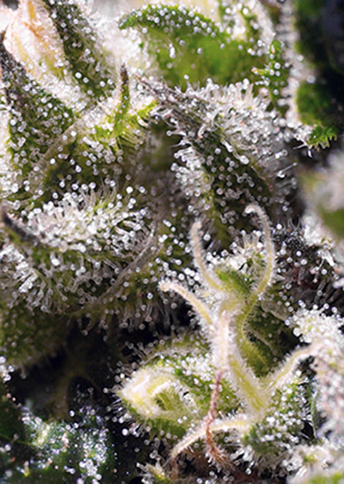 cbd canapa piggy weed
