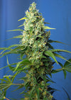 Honey Beach CBD