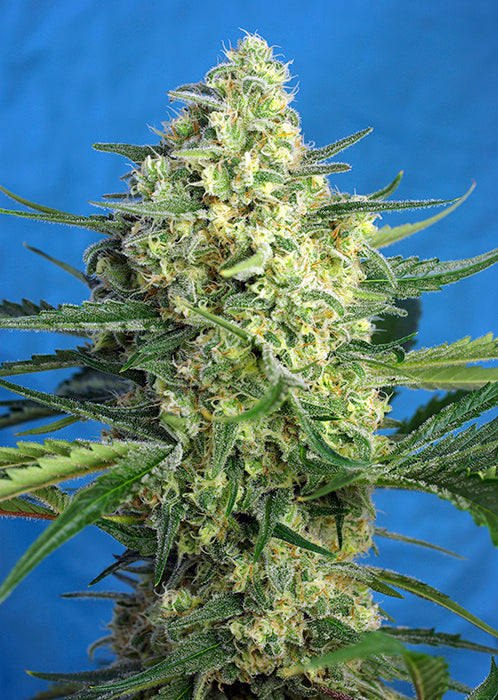 Jack 47 XL Auto®