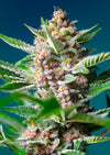Purple Punch OG®