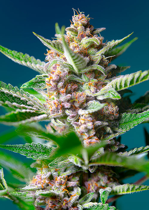 Purple Punch OG®