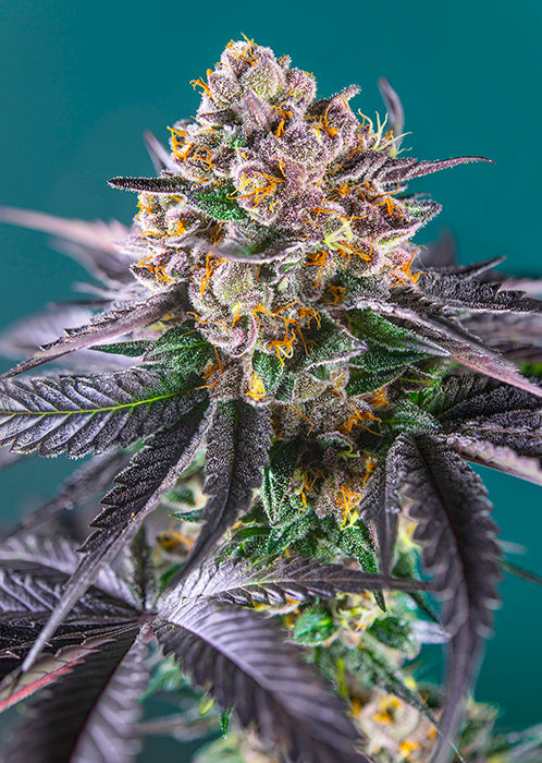 Red Strawberry Banana Auto®