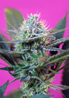 acquistare marijuana online