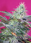 Sweet Cheese Auto®