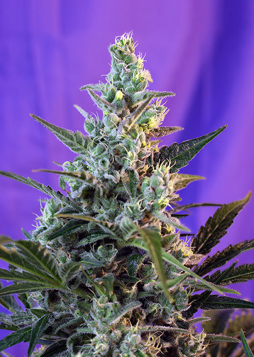 Sweet Skunk Auto®