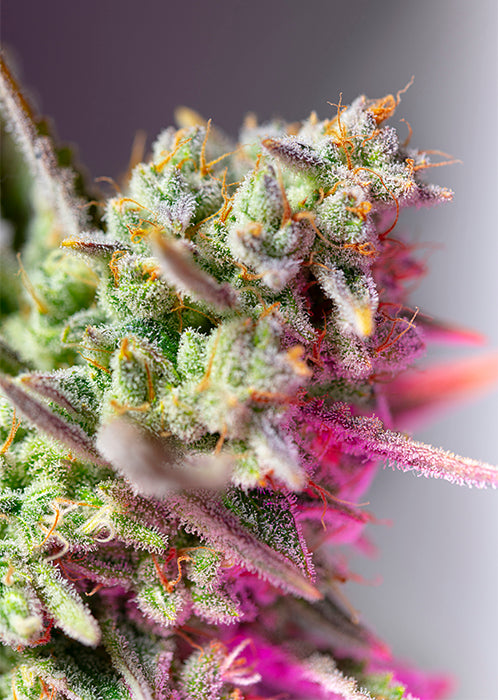 Sweet Mimosa XL Auto®